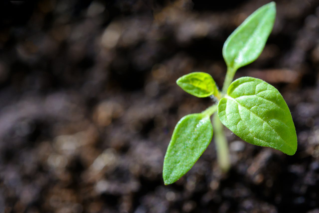 about-04 Vibrant close-up of a young tomato seedling sprouting in the soil.